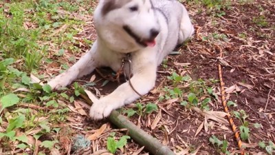 竹に足をのせる犬