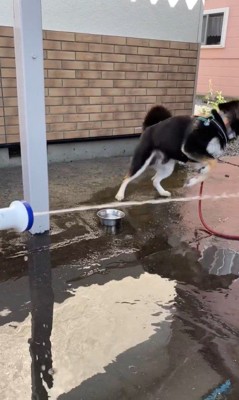 水を食べて遊ぶつくも君10