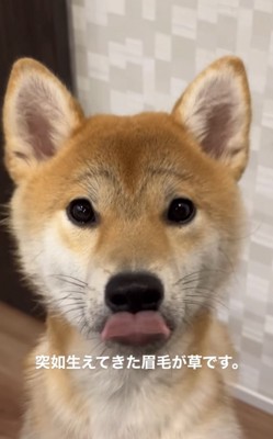 眉毛のある舌を出す犬