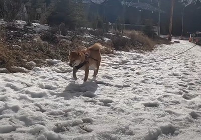 雪の上を歩く犬