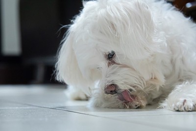 肉球を舐める白い犬