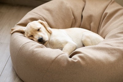 犬用ベッドで気持ちよさそうに眠るラブラドールレトリーバーの子犬
