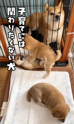 子育てに関わりたくない豆千代くん