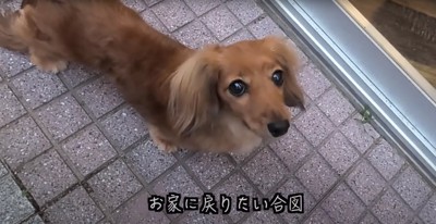 庭のタイルの上で飼い主を見つめるミニダックス