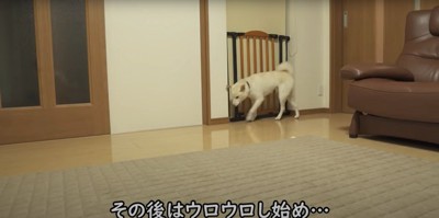 部屋を歩き回る柴犬