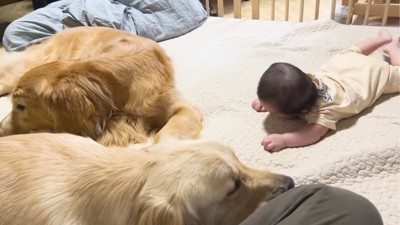 赤ちゃんを背にして寝る犬たち