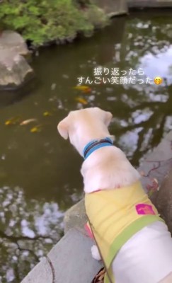 魚を見つめる犬1