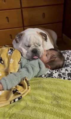 子供と一緒に寝る犬