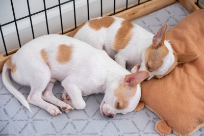 ケージの中で熟睡する2匹の子犬