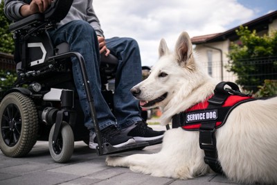 車いすに乗る人の足元に伏せる補助犬、シェパード