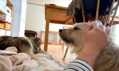 頭を撫でられる犬と寝そべる犬