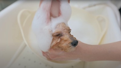 頭を洗われている子犬