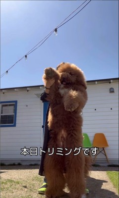 トリミング前のアルフくん