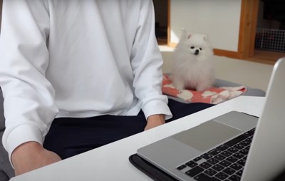 パソコンに向かう人を見る犬