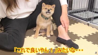 女性の足の間で座る犬
