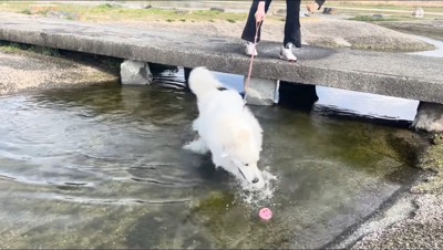 水に浮いたボールを追いかける犬