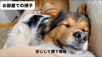 ソファで眠る犬