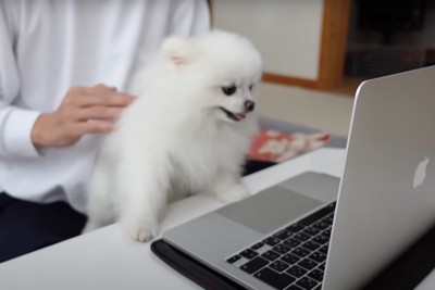 パソコンの画面を見る犬