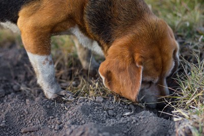 地面を掘る犬