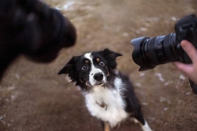 カメラを向けられている犬