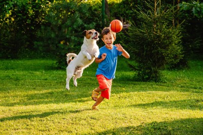 少年とボールで遊ぶ犬