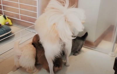 子犬に授乳する母犬