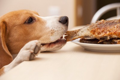 盗み食いをしようとするビーグル