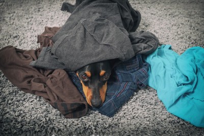 飼い主の服の山にもぐりこむ犬