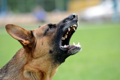 口を開けて歯を見せる犬