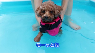 プールの中で犬かきをする犬