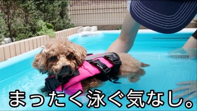 ライフジャケットを着て水に浮かぶ犬