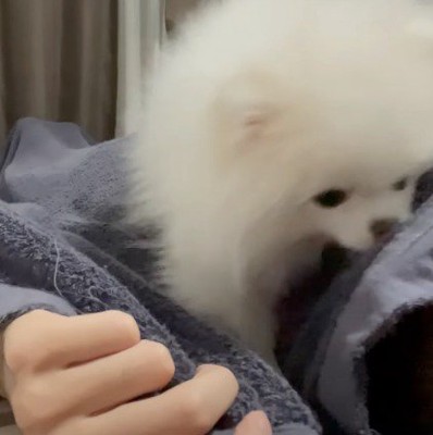 毛布を顔に掛ける犬と飼い主の顔を嗅ぐ犬