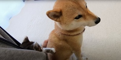 柴犬の背中を触る子猫