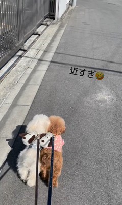 まろんちゃん＆るるちゃんのお散歩3