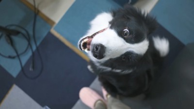 笑顔で見上げる犬