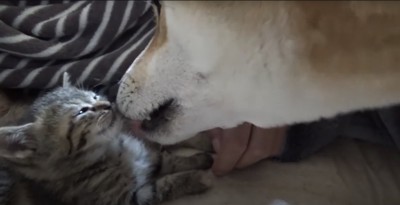子猫の顔を正面から舐める柴犬