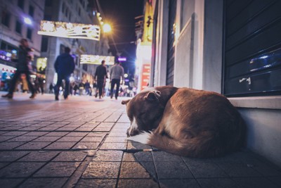 道路の端で体を丸めて寝る犬