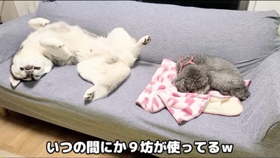毛布の上で眠るトイプードルと、足を広げて眠るハスキー犬