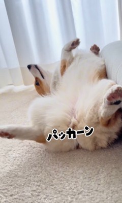 へそ天で足を広げるココちゃん