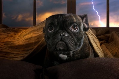 雷に怯える犬