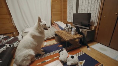 テレビの前に座る大型犬