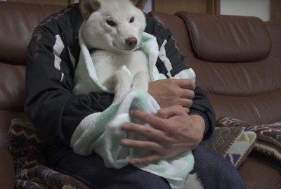 タオルに包まれた犬