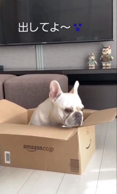 箱に入る犬1