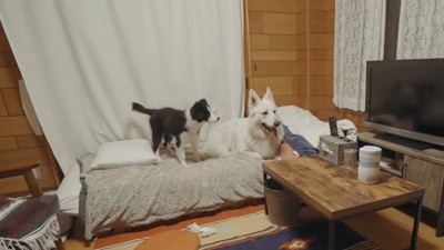 ベッドの上の犬2匹