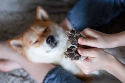 仰向けの柴犬、両手をつかむ人の両手