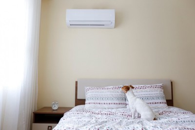 エアコンを見上げる犬