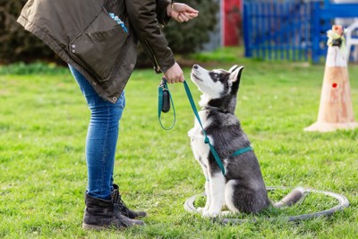 トレーニングする子犬