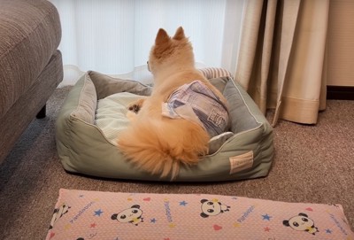 窓の側のベッドで寝る犬
