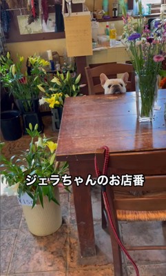 ジェラートくんのお店番