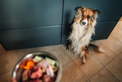 前足を上げる犬とフード